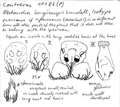 Vorschaubild Nectandra longicuspis Lundell